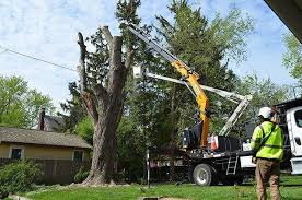 Why is Tree Lopping Necessary in Sutherland Shire